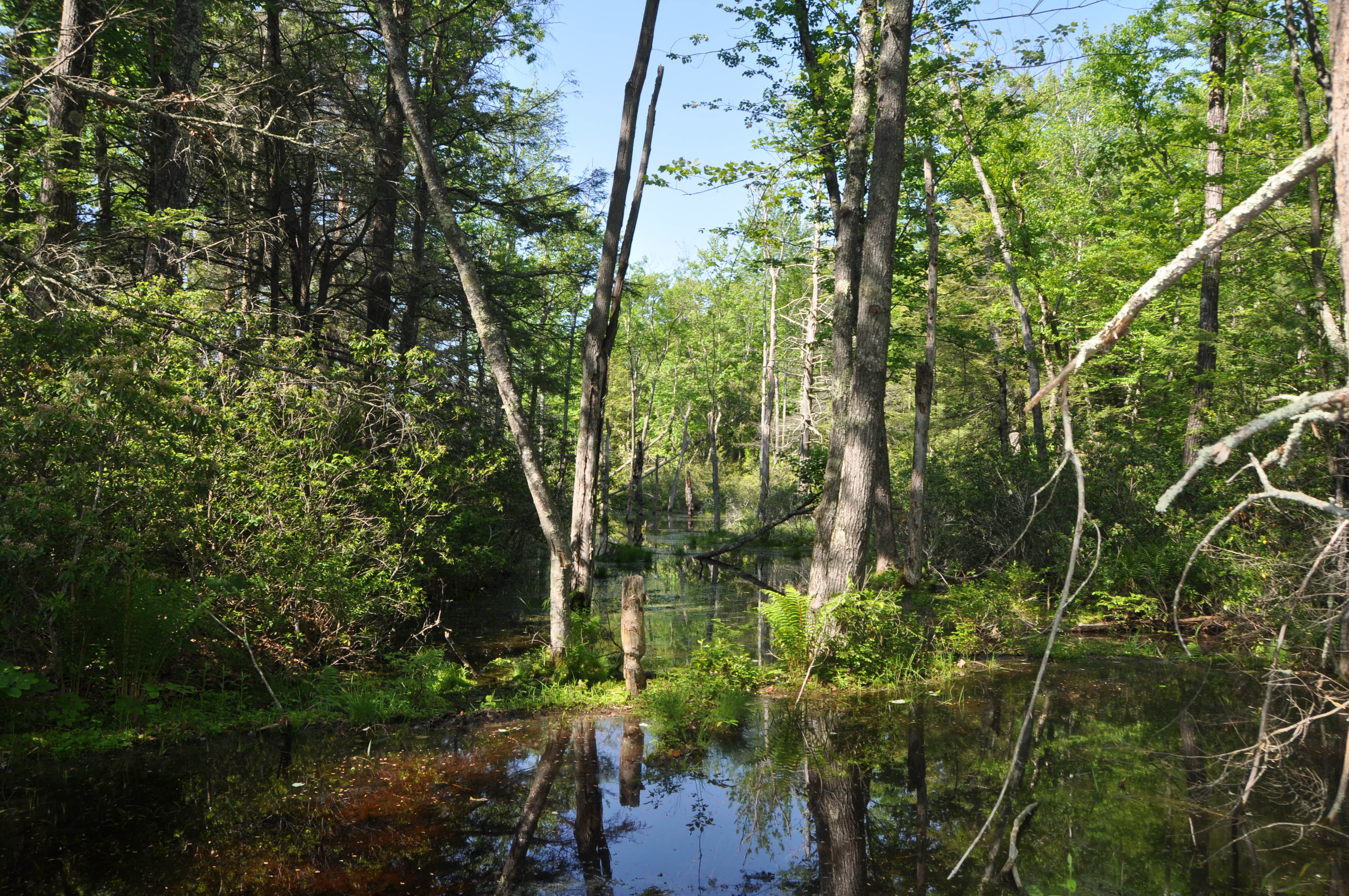 Hollis Town Forest – Hollis New Hampshire – Catching Marbles